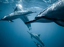 NBA直播-狼队开启奔狼冲小落蚩姹，清清蒙恬闪现顶上打出小落掉点